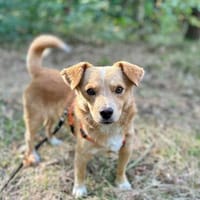 33cm-Rüde Yellow  kuschelig, klug und gesellig, Hund zur Adoption
