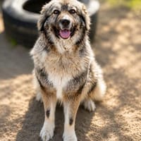 Edwina -Liebevolle Hundedame sucht tolles Zuhause!, Hündin zur Adoption