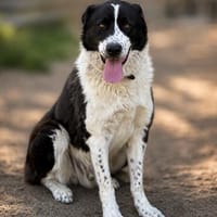 Pixie (Pampinea)- Sanfte Maus sucht ihr Zuhause, Hündin zur Adoption