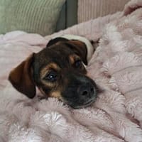 Hundekind sucht Bestplatz, Hündin zur Adoption