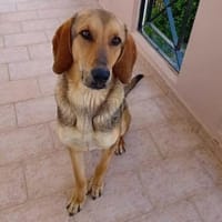Goofy  Lausbubencharme zum Verlieben, Hund zur Adoption
