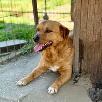 Cuki- Hübscher Hundejunge möchte endlich ankommen!, Hund zur Adoption