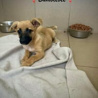 Bumblebee  kleine Maus auf der Suche nach ihrem Zuhause, Hündin zur Adoption