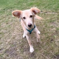Zauberhafter Jungrüde LEVI sucht....., Hund zur Adoption