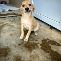 Bacon  kleiner Bub möchte Geborgenheit, Hund zur Adoption