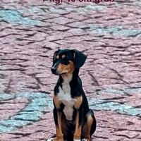 Jerry, eine lieber kleiner Hund in Aachen, Hund zur Adoption