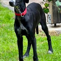 Bran, verspielt, agil, freundlich, Hund zur Adoption