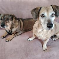 Elis & Bred.. zwei kleine Herzen, die zusammen gehören, Hund zur Adoption