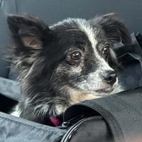 Zauberhafte, kleine DORA sucht....., Hündin zur Adoption