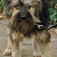 Kuma, aufgeschlossen, freundlich, Hündin zur Adoption