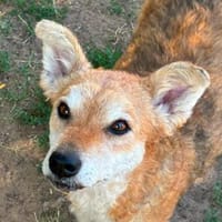 Agnese, Hündin zur Adoption