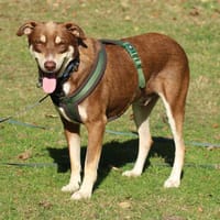 Nero  ein freundlicher Herzenshund wartet in 31636 Linsburg, Hund zur Adoption
