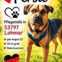 Persil - sanfter Herzenshund, lieb & verschmust, Hund zur Adoption