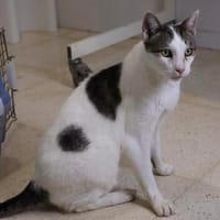 Garfield, verspielt, verschmust, neugierig, Kater zur Adoption