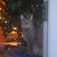 Jacky wartet auf ihr Stück vom Glück, Katze zur Adoption