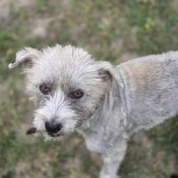 Lory braucht dringend eine Chance (I), Hündin zur Adoption