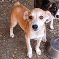 Maverick ist zuckersüß, Hund zur Adoption