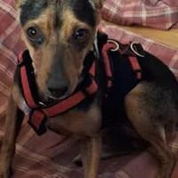 Rusty1 sucht sein Zuhause - NEUE FOTOS UND VIDEO!!!!, Hündin zur Adoption