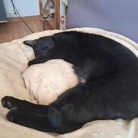 Noir aus dem Tierschutz, Katze zur Adoption