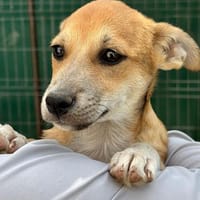 Milo Welpe - sucht liebevolle Familie!, Hund zur Adoption