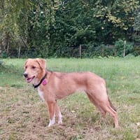 Zola, Hundemädchen sucht neues Zuhause, Hündin zur Adoption