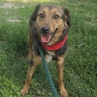 Lexi, lieber Hund sucht neue Familie, Hund zur Adoption