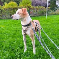 Ikea 💙💙💙ist ein tolles Kerlchen, Hund zur Adoption