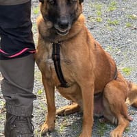 Ruby  ein ungesehener Rubin, Hündin zur Adoption
