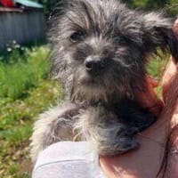 Lukas 33 cm (Sep 26) Pflegestelle, Hund zur Adoption