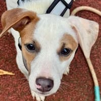 Noemi - ihr Traum ist eine Familie und ein Zuhause, Hündin zur Adoption