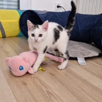 ESPERANCE, chatte à adopter