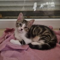PRUDENCE, chatte à adopter