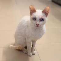 Cameron CAB6319, chatte à adopter