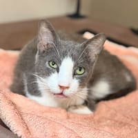 Atchoum CAB6325, chat à adopter