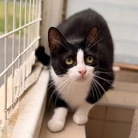 Hélène CAB6324, chatte à adopter