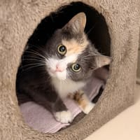 Alta CAB6315, chatte à adopter