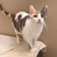 Varleta CAB6316, chatte à adopter