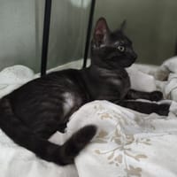 PIPPA, chatte à adopter