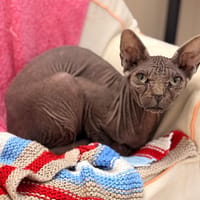 Ubis CAB6322, chat à adopter