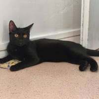 KATE, chatte à adopter