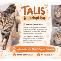 TALIS, chatte à adopter