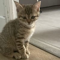JOYEUSE, chatte à adopter