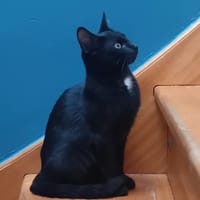 LINK, chat à adopter