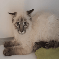 TALISKER (réservé), chat à adopter