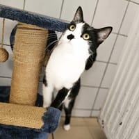 DIAM'S, chatte à adopter