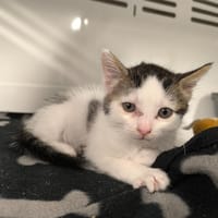 MILO, chat à adopter