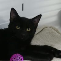 BATMAN, chat à adopter