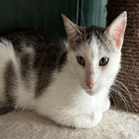 JAYNE, chatte à adopter