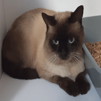 ARCHIBALT (réservé), chat à adopter