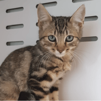 MACALLAN (Réservé), chat à adopter